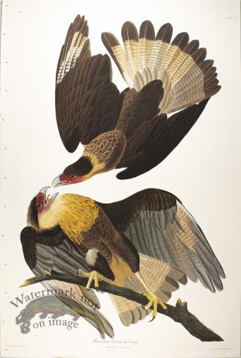 Brasilian Carcara Eagle